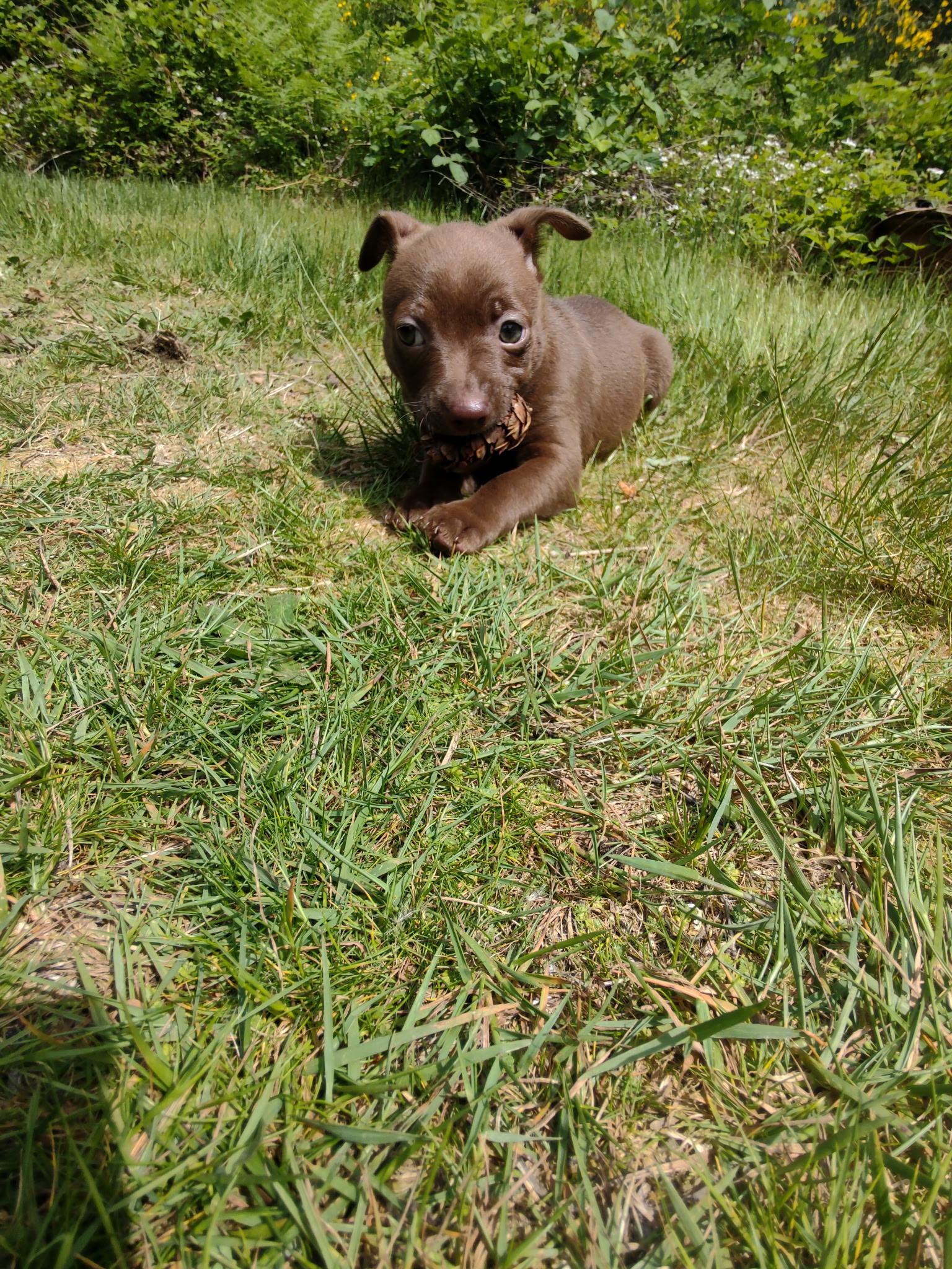 Margarita, a ADOPTABLE mixed breed in Lacey, WA image 6/6