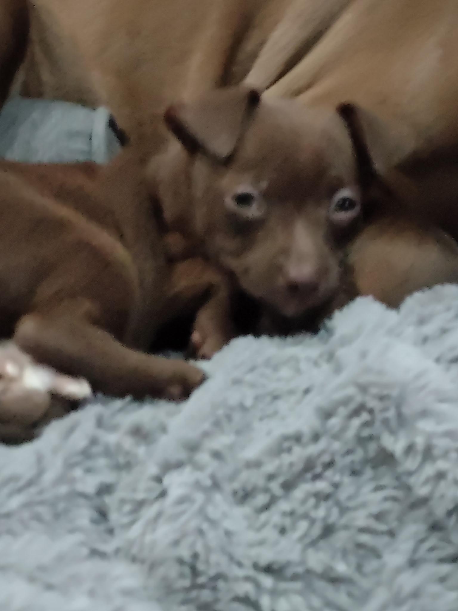 Margarita, a ADOPTABLE mixed breed in Lacey, WA image 3/6