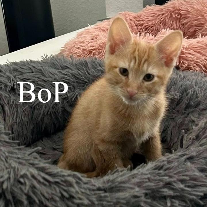 Enlarge Bop, a ADOPTABLE Domestic Short Hair in Queen Creek, AZ image 2/4