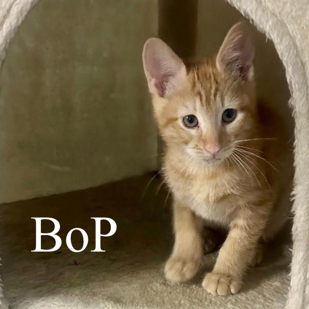 Enlarge Bop, a ADOPTABLE Domestic Short Hair in Queen Creek, AZ image 4/4