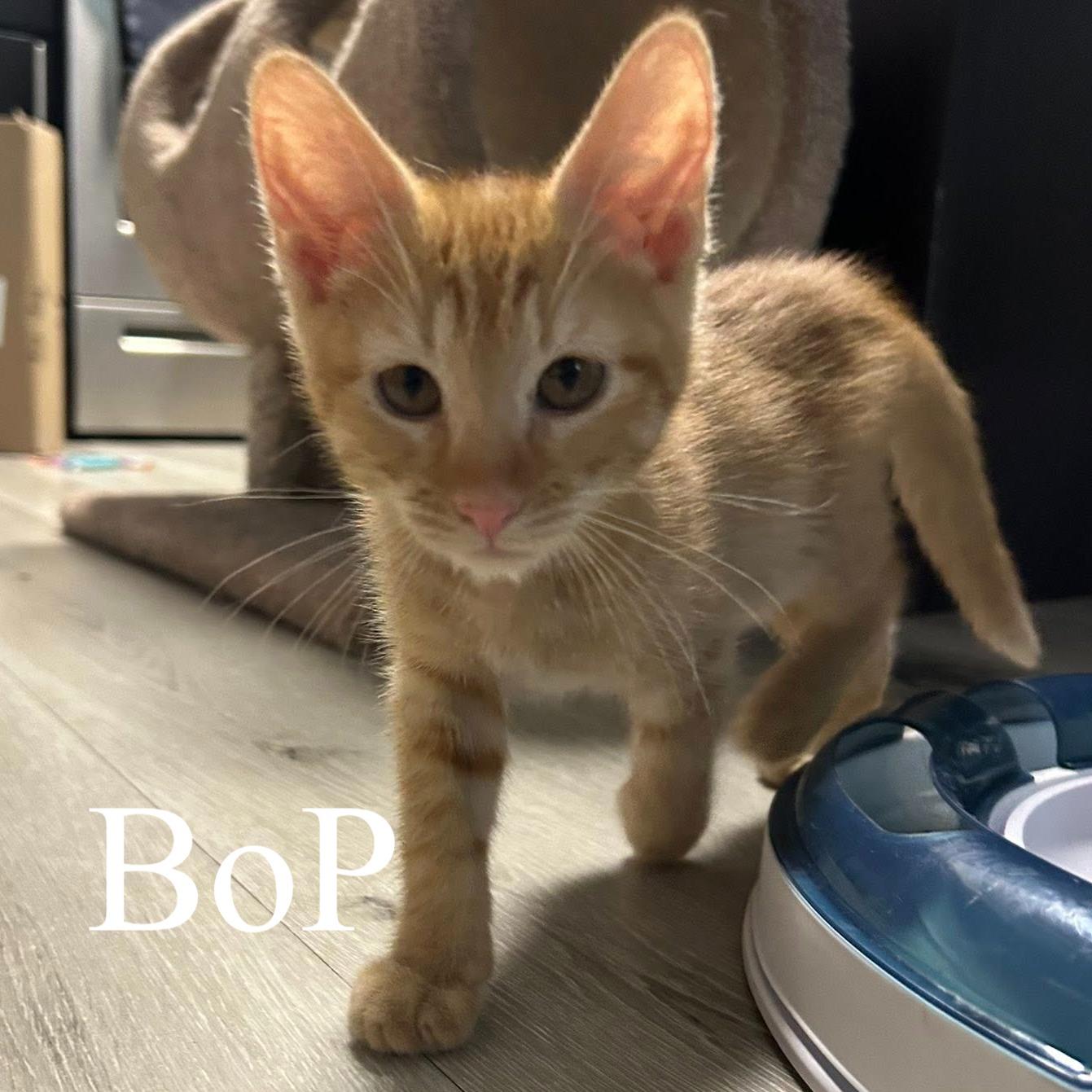 Enlarge Bop, a ADOPTABLE Domestic Short Hair in Queen Creek, AZ image 3/4