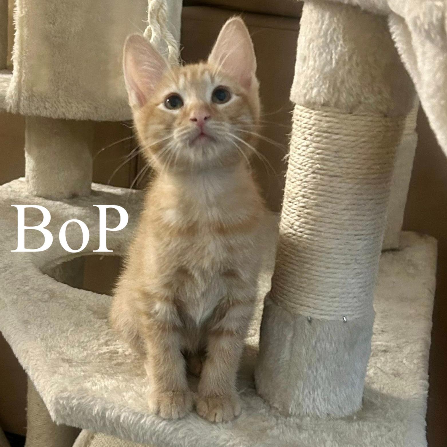 Bop, ADOPTABLE, Kitten Male Domestic Short Hair.