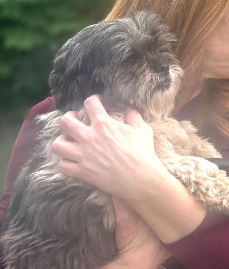 Ramona, Adopted, Adult Female Shih Tzu.