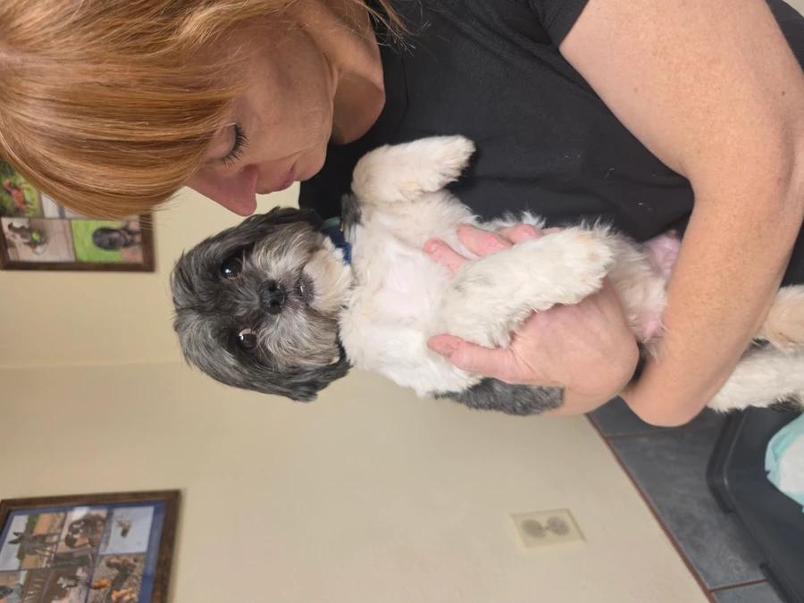 Enlarge Ramona, a Adopted Shih Tzu in Elk, WA image 3/6