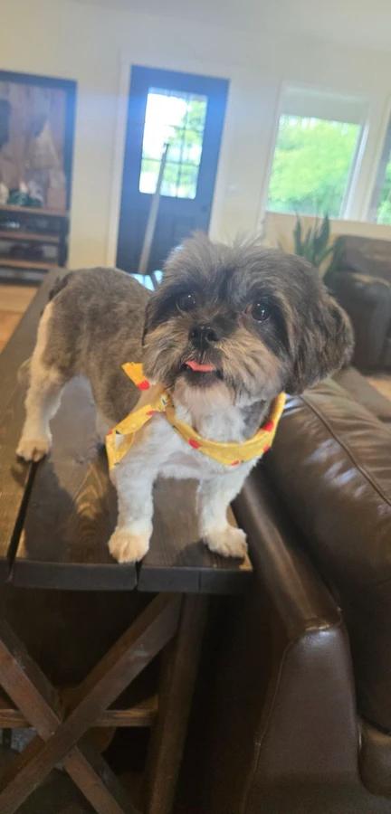 Enlarge Ramona, a Adopted Shih Tzu in Elk, WA image 5/6