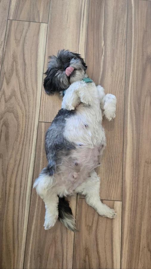 Enlarge Ramona, a Adopted Shih Tzu in Elk, WA image 6/6