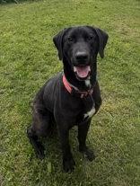 Stimpy, ADOPTABLE, Young Male Hound.