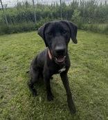 Enlarge Stimpy, a ADOPTABLE Hound in Potsdam, NY image 2/3