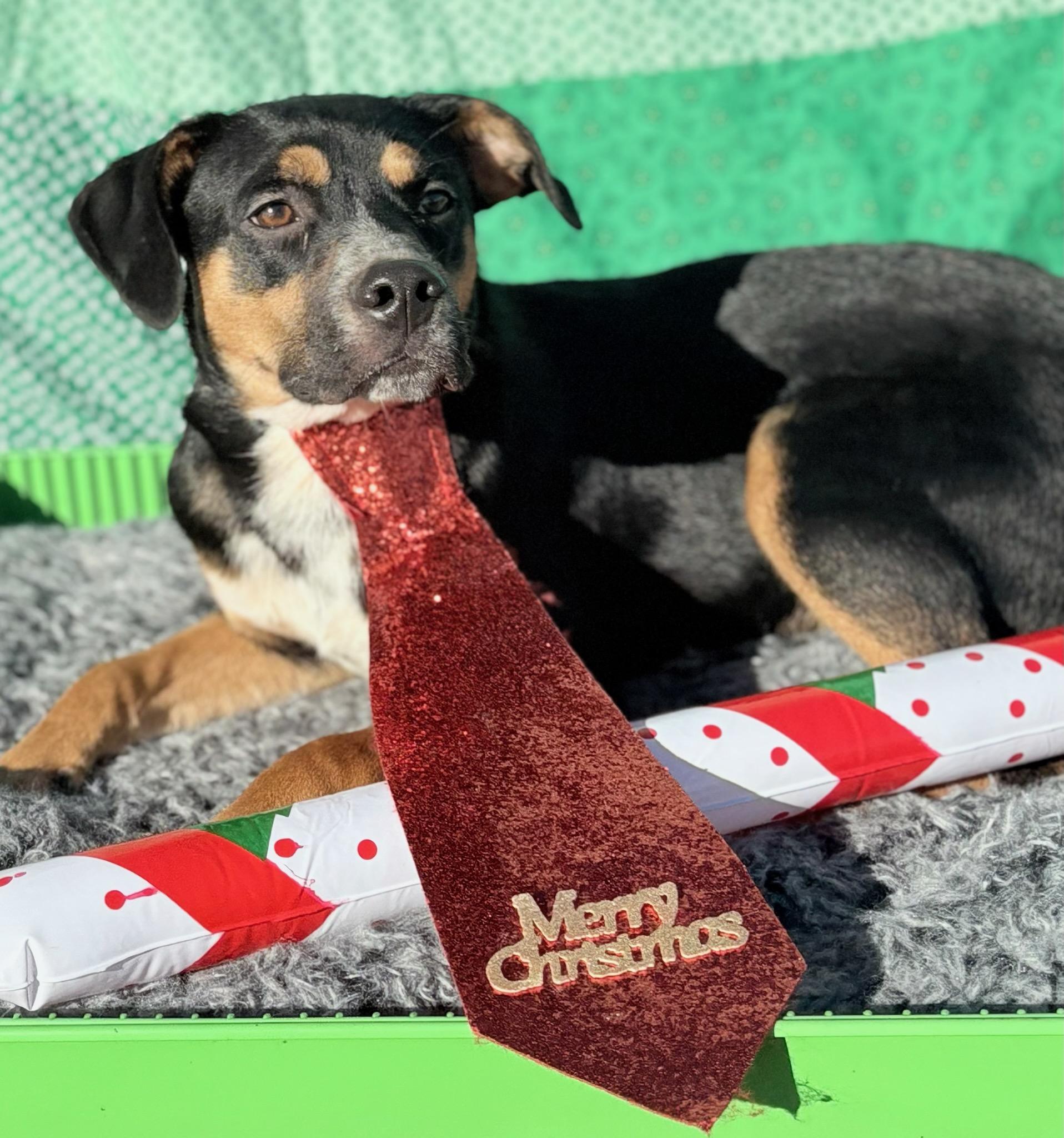 Enlarge Gibbs , a ADOPTABLE mixed breed in Manchester, NH image 2/3