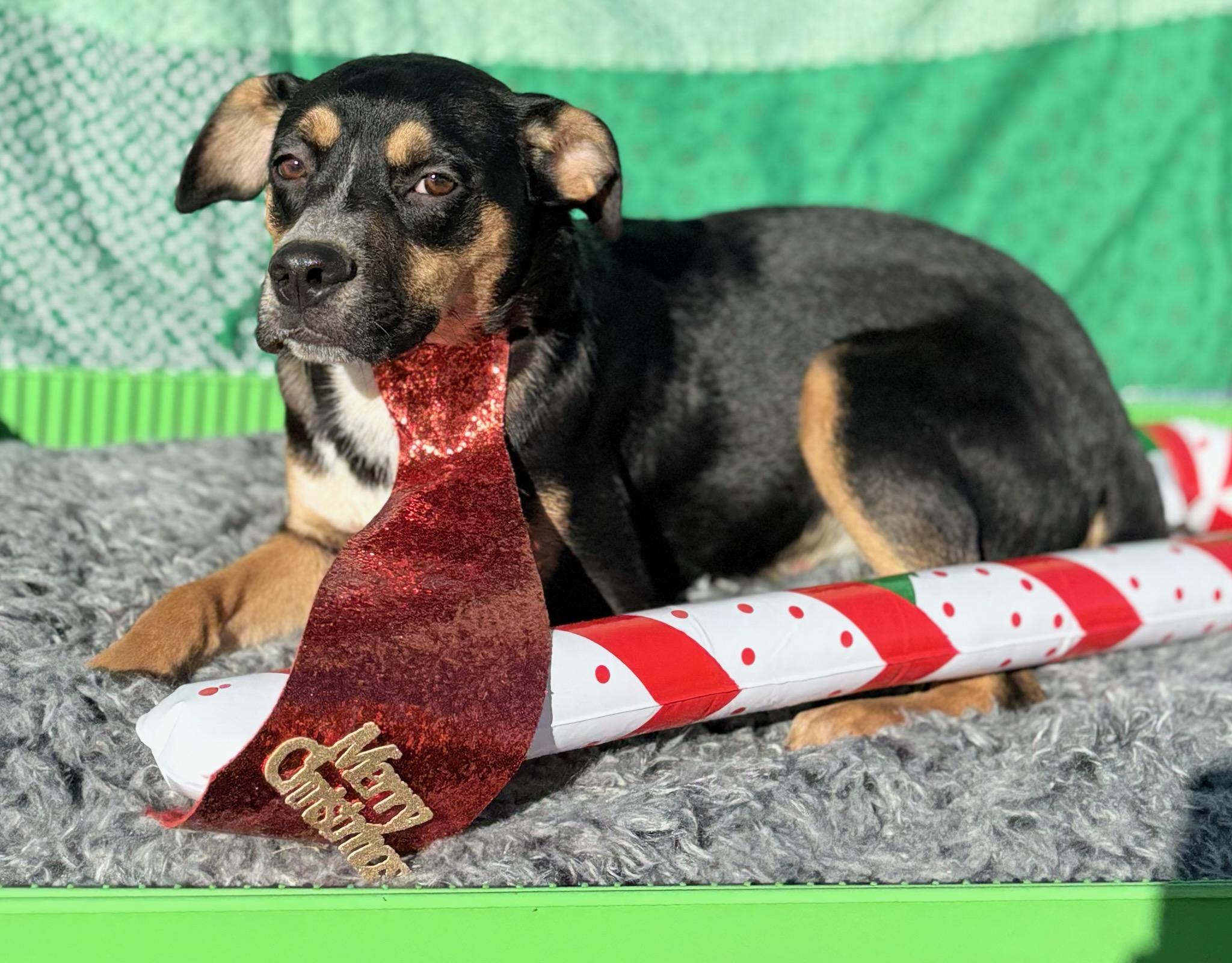 Enlarge Gibbs , a ADOPTABLE mixed breed in Manchester, NH image 3/3