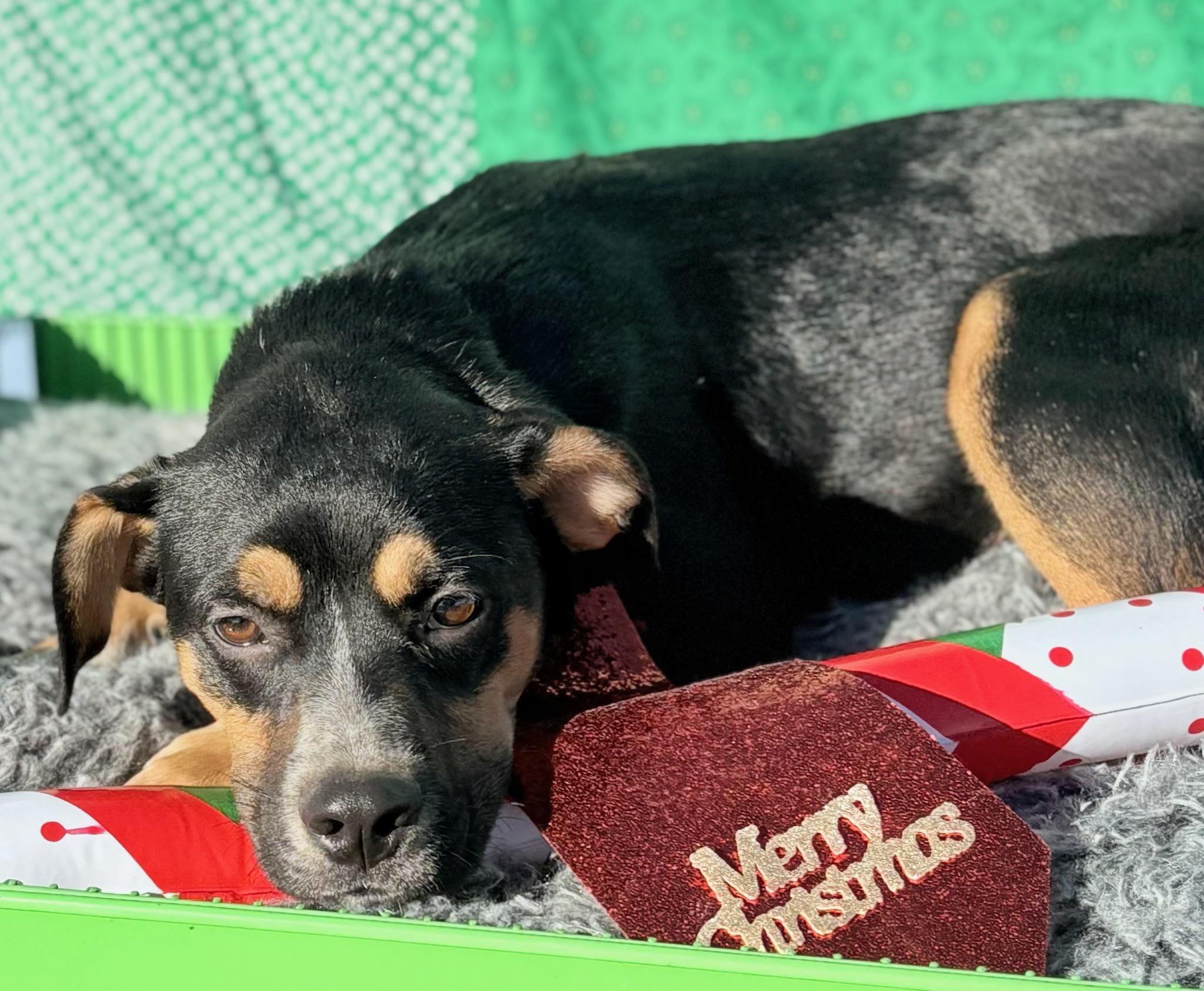 Gibbs , ADOPTABLE, Young Male Collie & Shepherd.