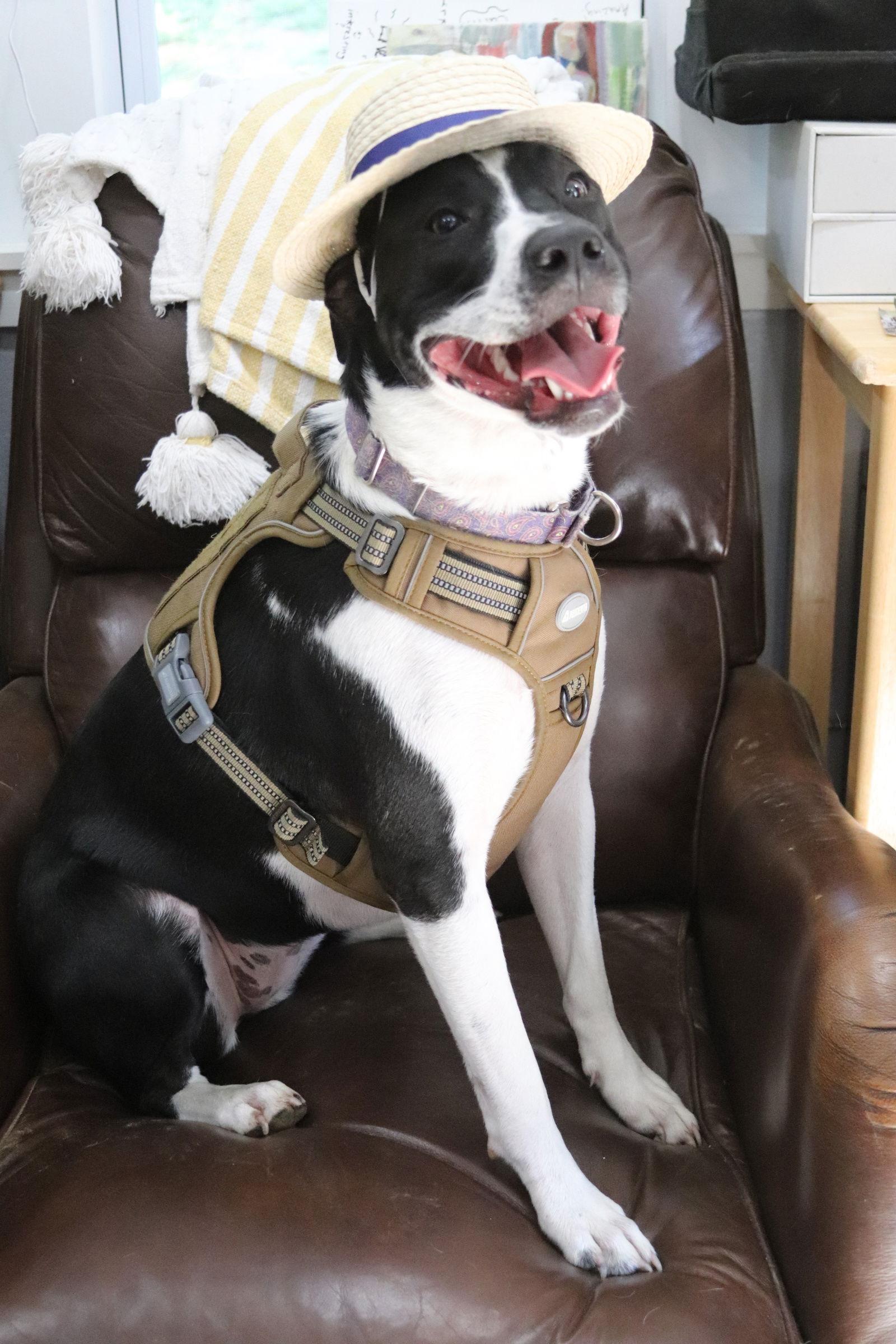 Julie, Adoptable, Young Female Hound & American Staffordshire Terrier.