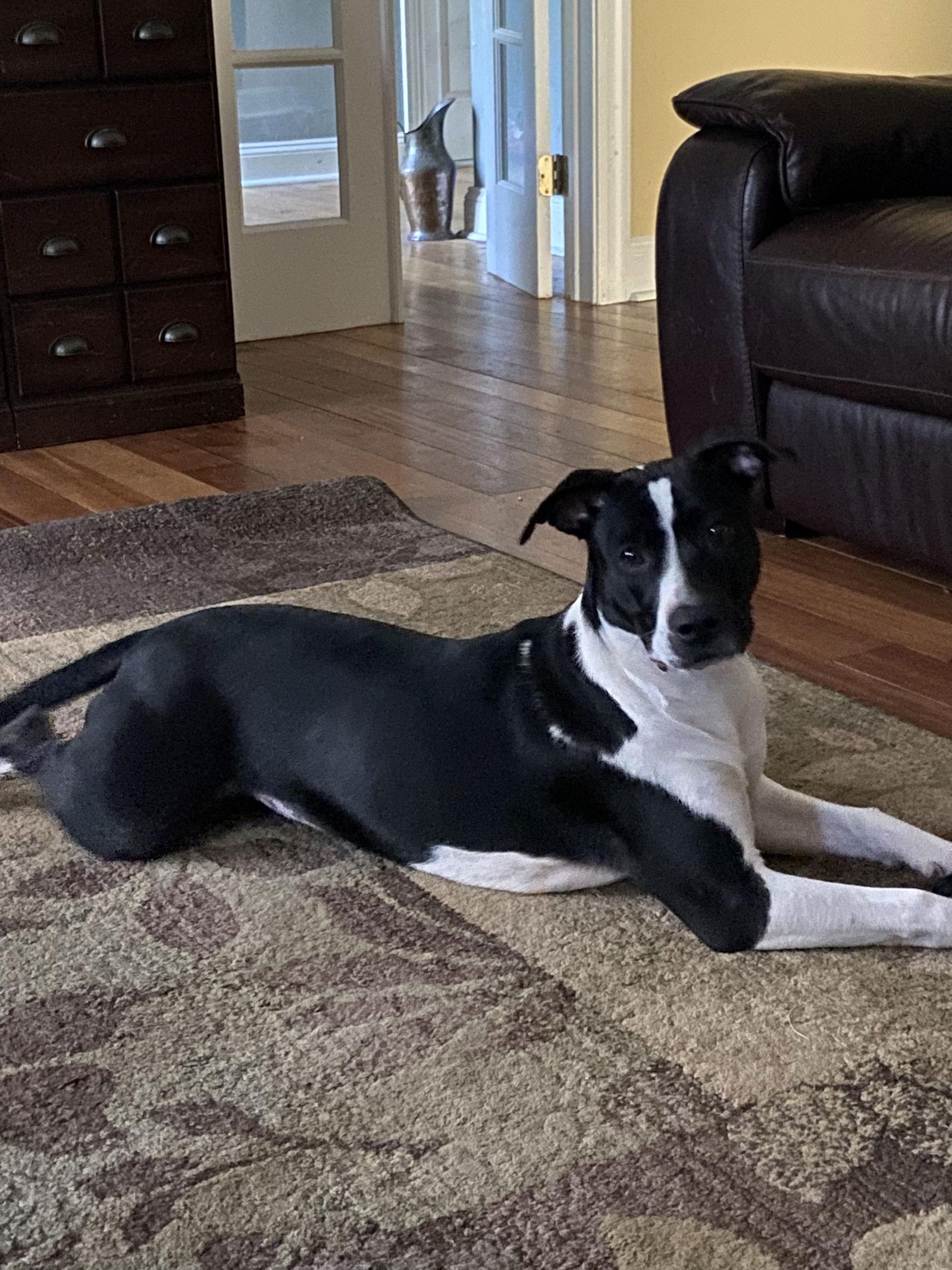 Julie, a Adoptable mixed breed in Spring City, PA image 3/3