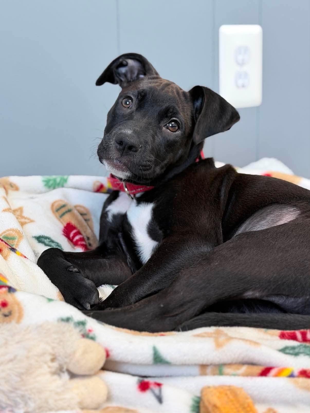 Marty, adopted, Puppy Female Mixed Breed.