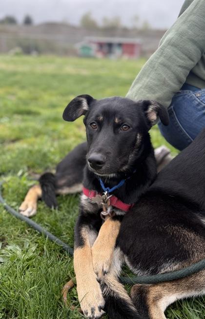 Enlarge Zelda, a Adoptable mixed breed in Burlington, WA image 1/3