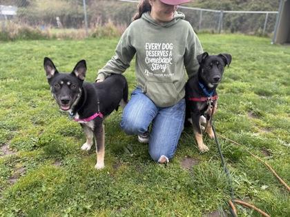 Enlarge Zelda, a Adoptable mixed breed in Burlington, WA image 2/3