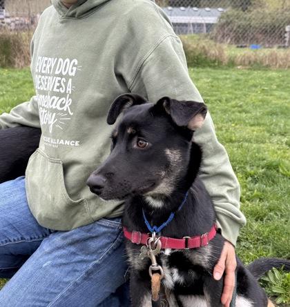 Enlarge Zelda, a Adoptable mixed breed in Burlington, WA image 3/3