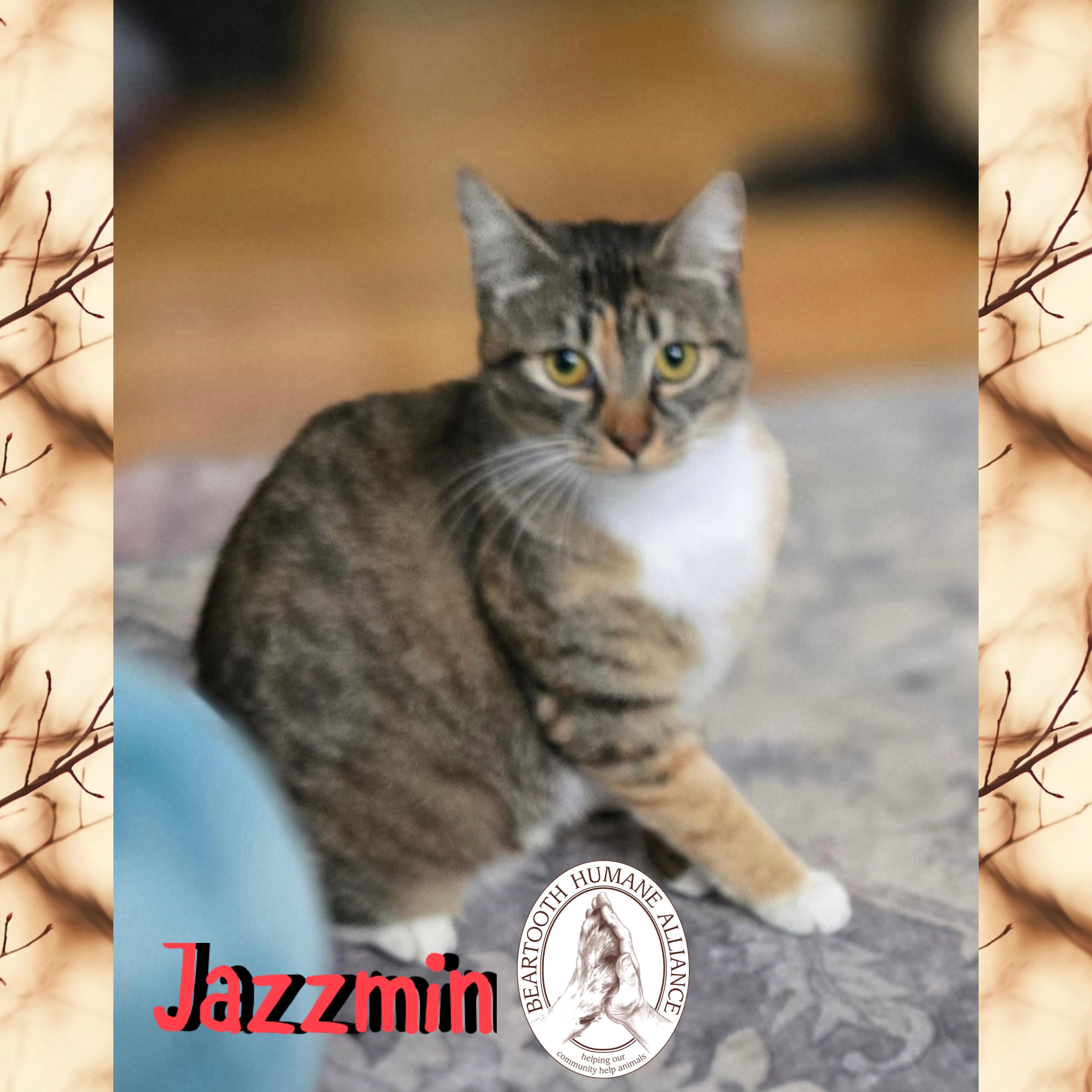 Jazzmin, a Adoptable mixed breed in Red Lodge, MT image 1/3