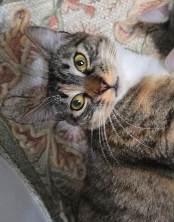 Jazzmin, a Adoptable mixed breed in Red Lodge, MT image 2/3