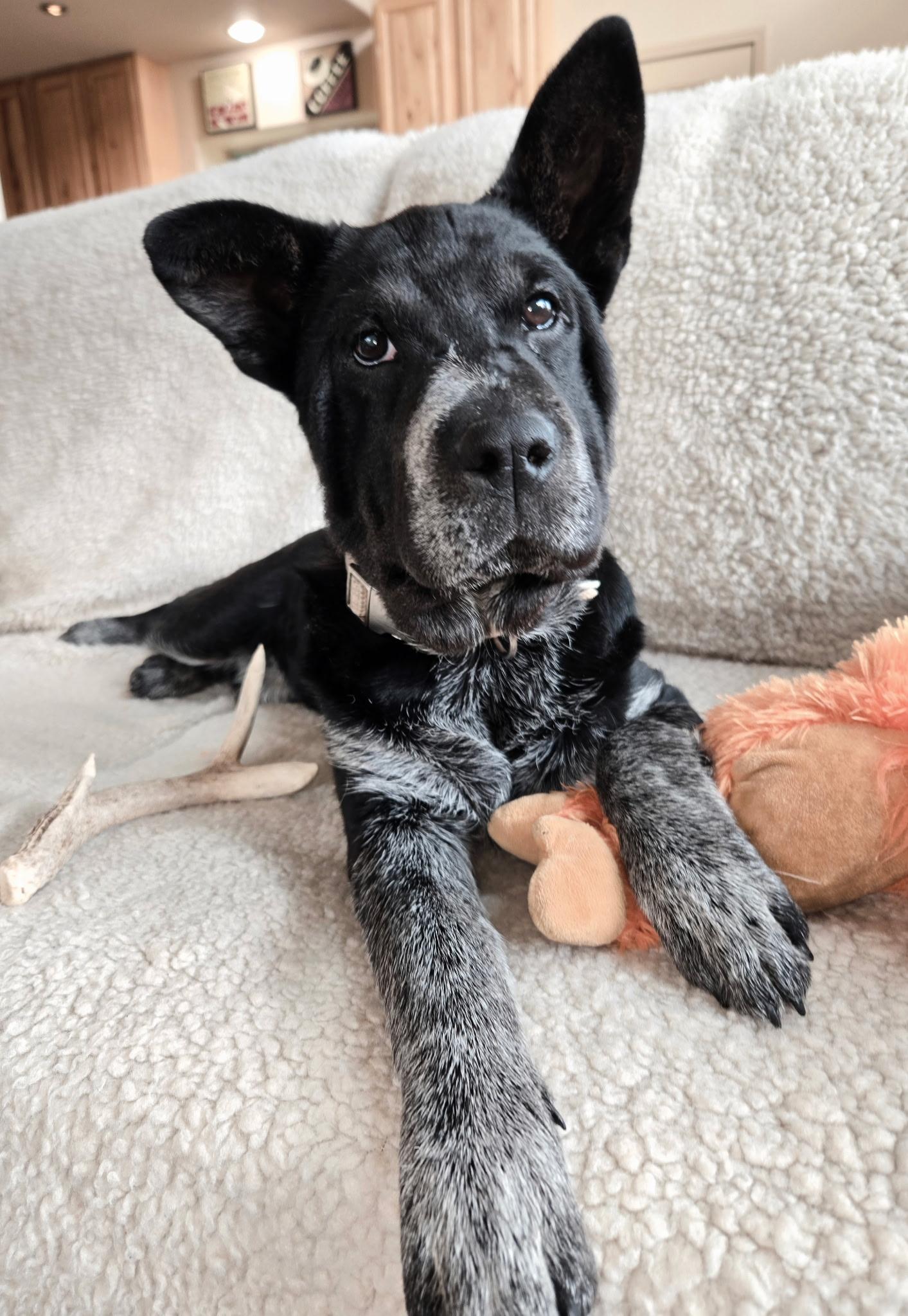 Rosemary , ADOPTABLE, Young Female Australian Cattle Dog / Blue Heeler.