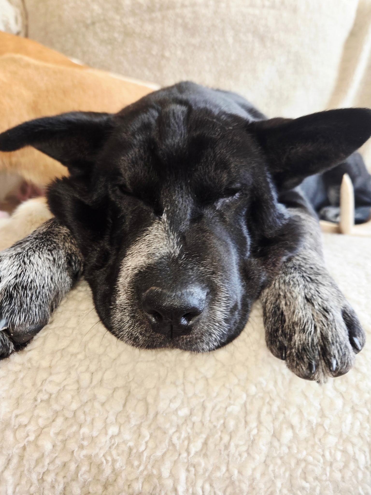 Enlarge Rosemary , a ADOPTABLE Australian Cattle Dog / Blue Heeler in Pagosa Springs, CO image 3/3