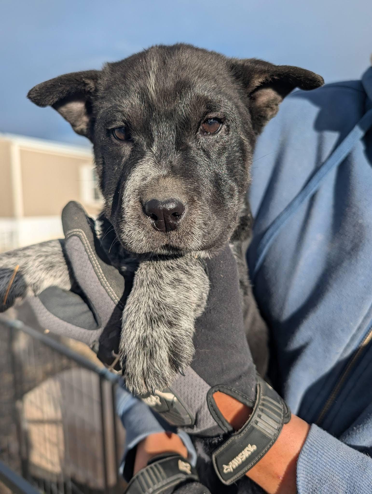 Rosemary , ADOPTABLE, Young Female Australian Cattle Dog / Blue Heeler.