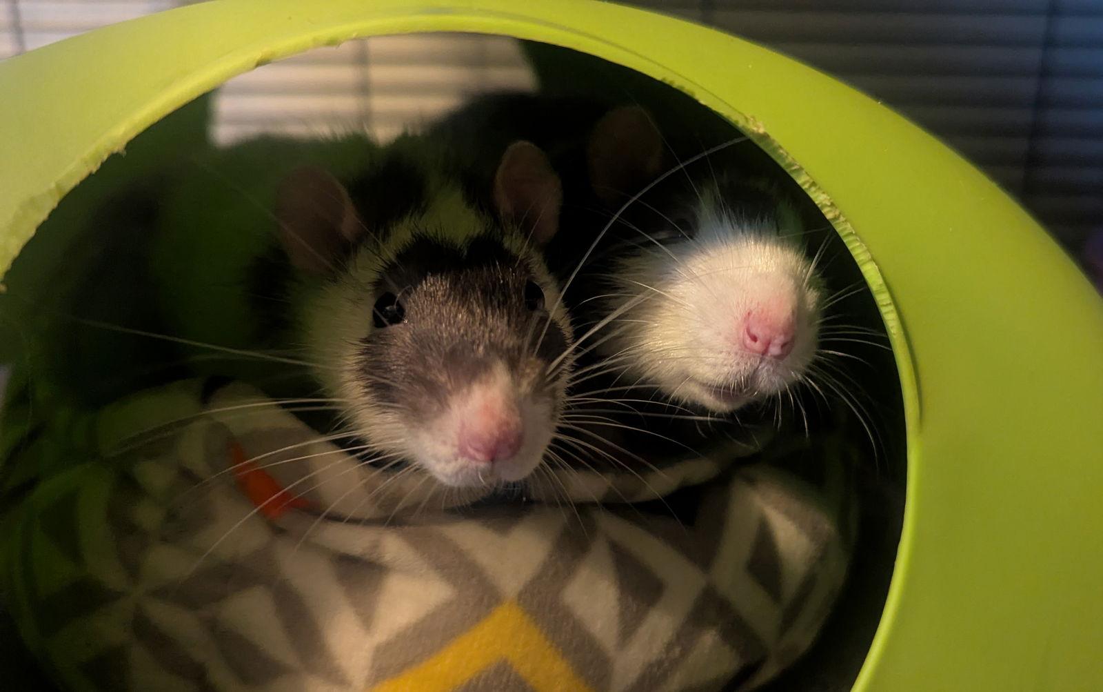 Sherlock and Mycroft, Adoptable, Young Male Rat.