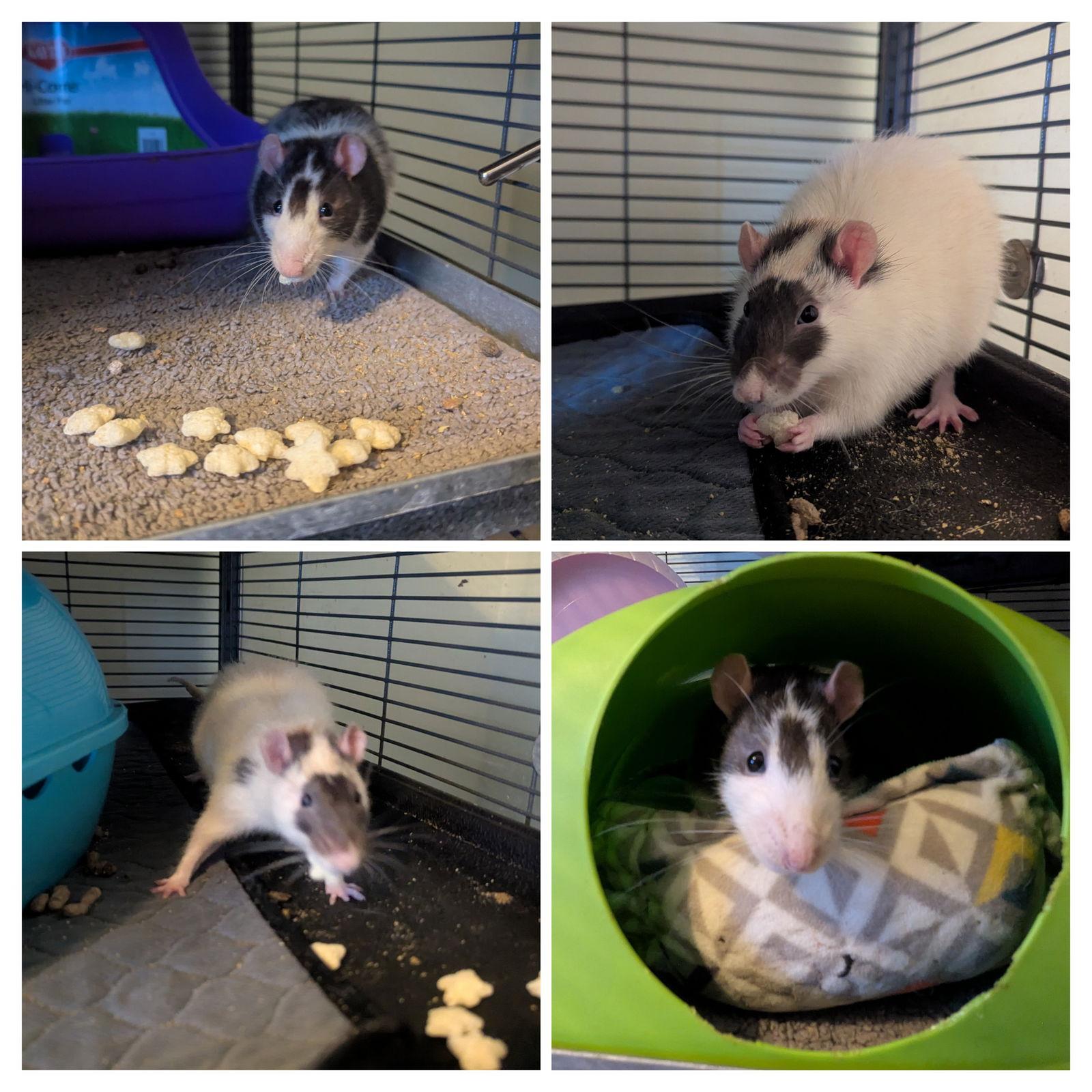 Sherlock and Mycroft, a Adoptable Rat in hinckley, IL image 2/3
