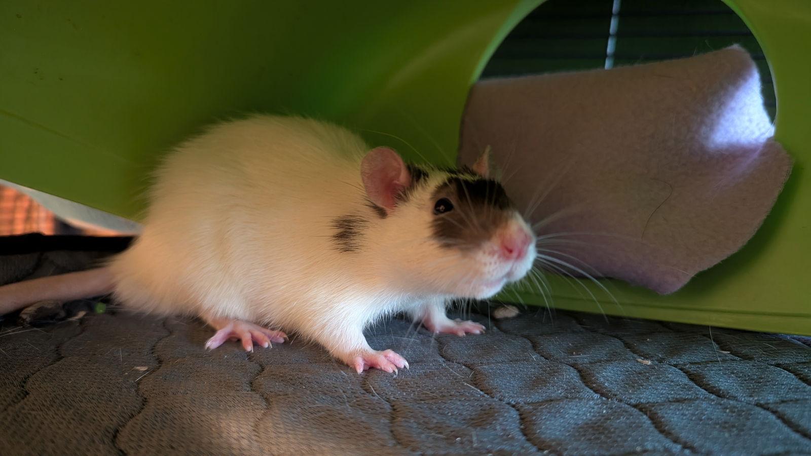 Sherlock and Mycroft, a Adoptable Rat in hinckley, IL image 3/3