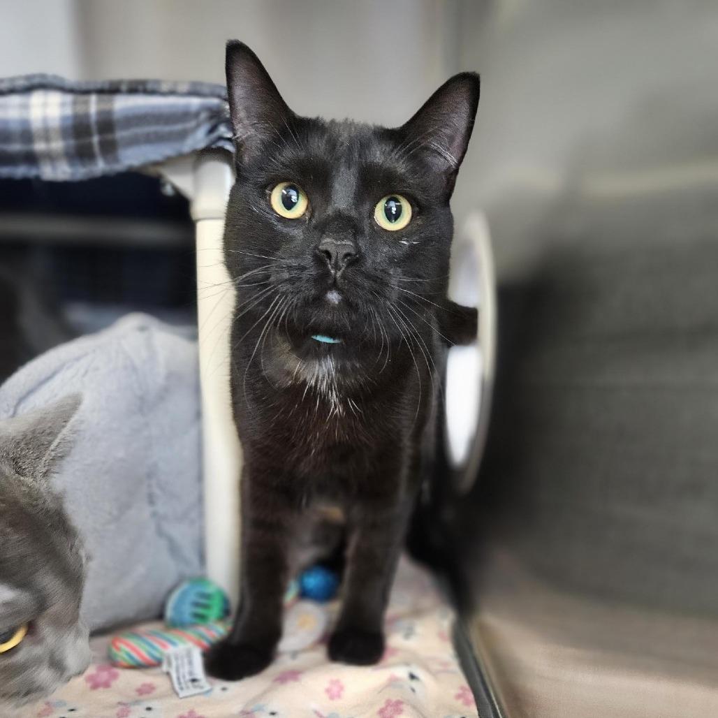 Snow Drop, Adoptable, Young Male Domestic Short Hair.