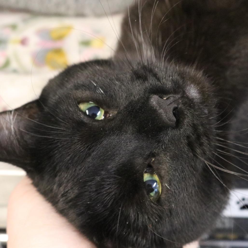 Snow Drop, a Adoptable Domestic Short Hair in Saint Cloud, MN image 2/6