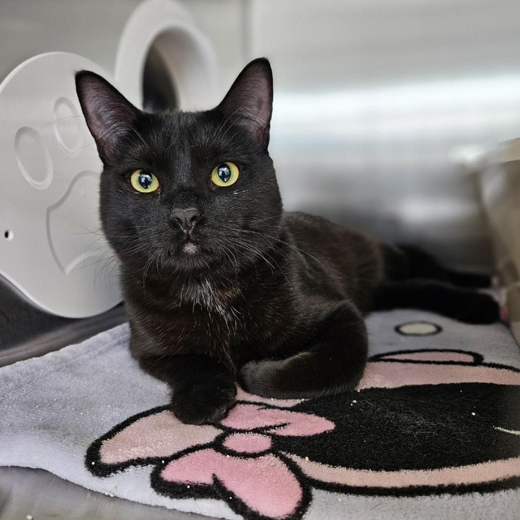 Snow Drop, a Adoptable Domestic Short Hair in Saint Cloud, MN image 3/6