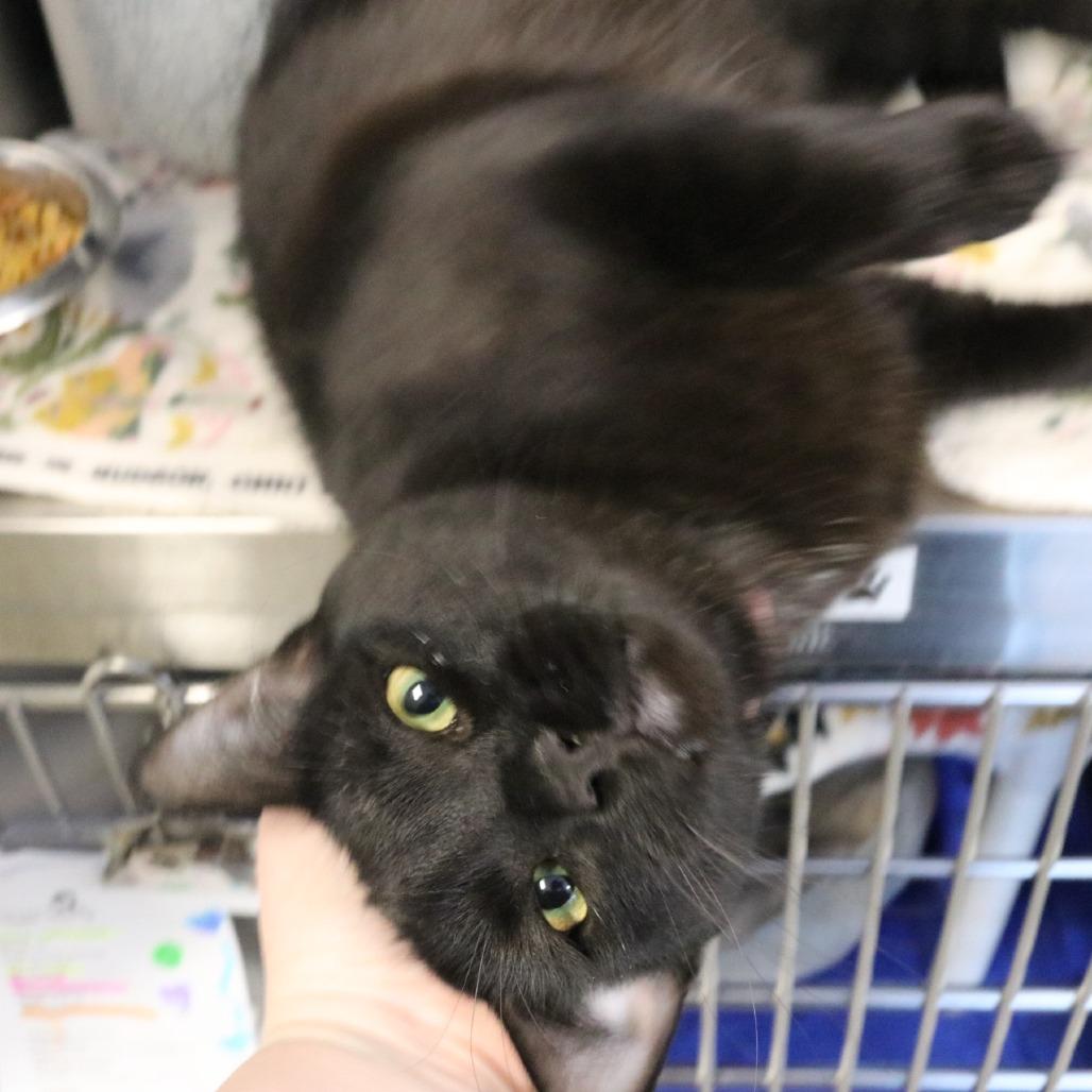 Snow Drop, a Adoptable Domestic Short Hair in Saint Cloud, MN image 5/6