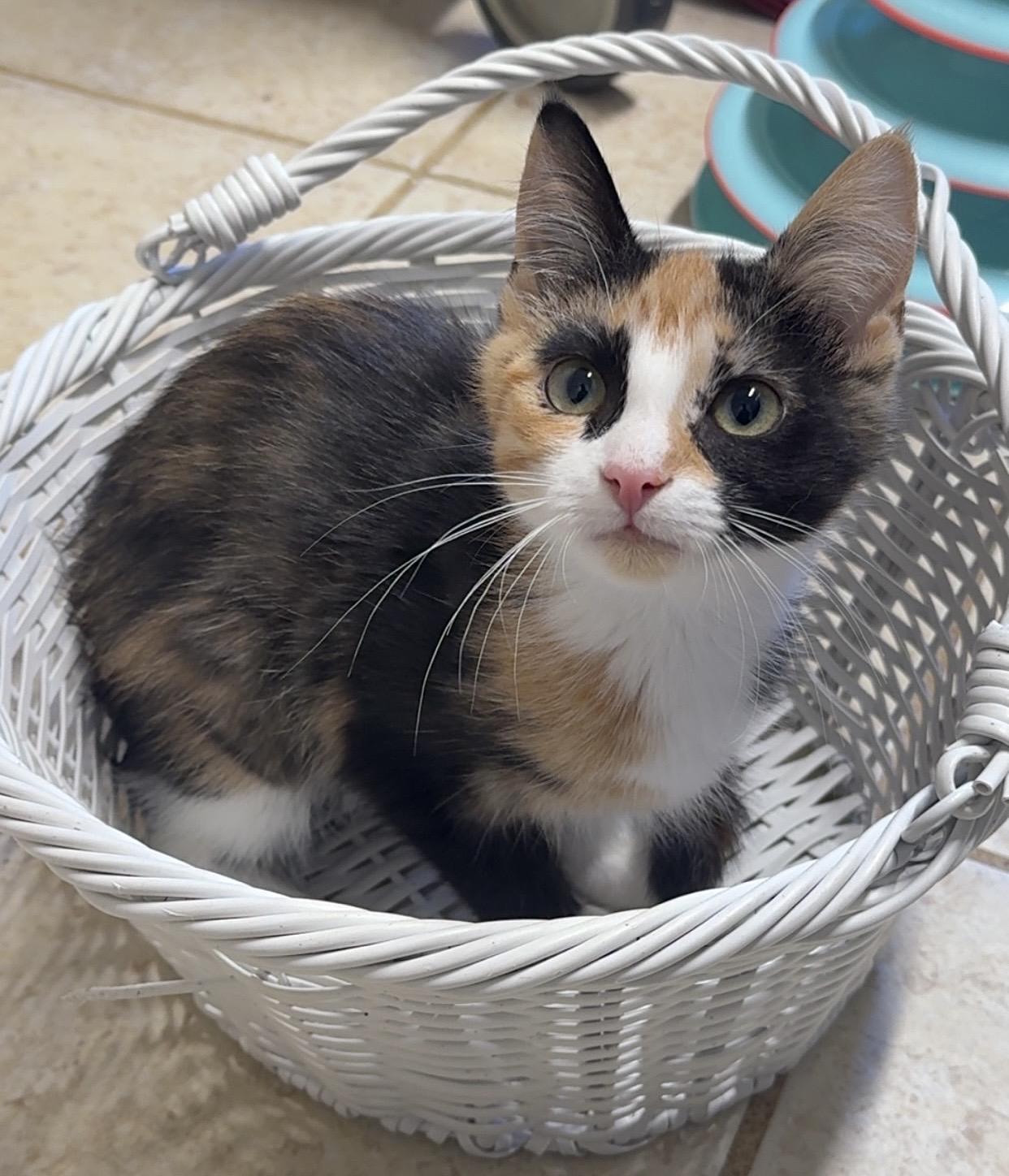 Monarch, ADOPTABLE, Young Female Domestic Short Hair.