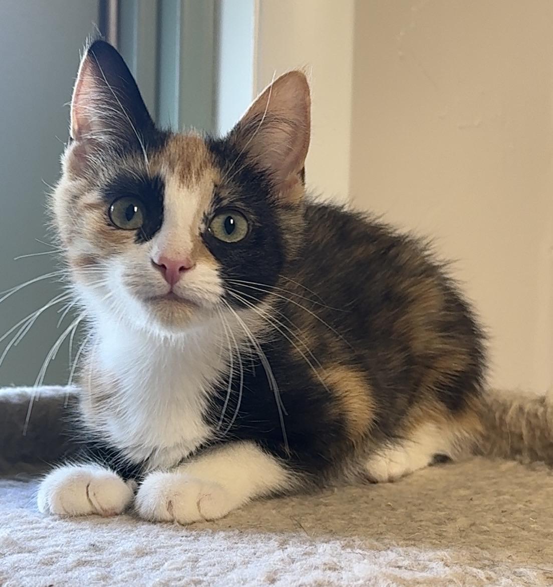 Enlarge Monarch, a ADOPTABLE Domestic Short Hair in Kearneysville, WV image 4/4