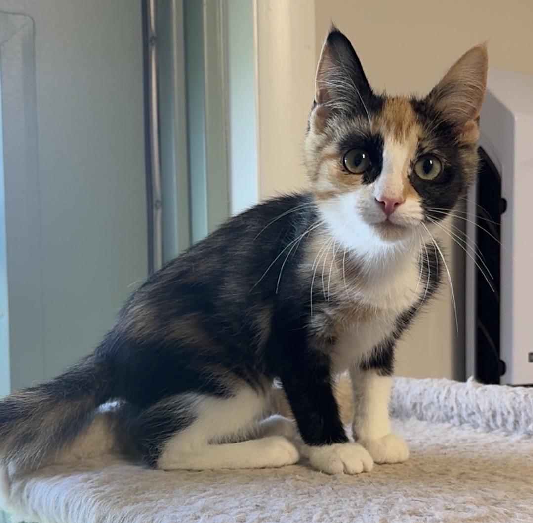 Enlarge Monarch, a ADOPTABLE Domestic Short Hair in Kearneysville, WV image 2/4