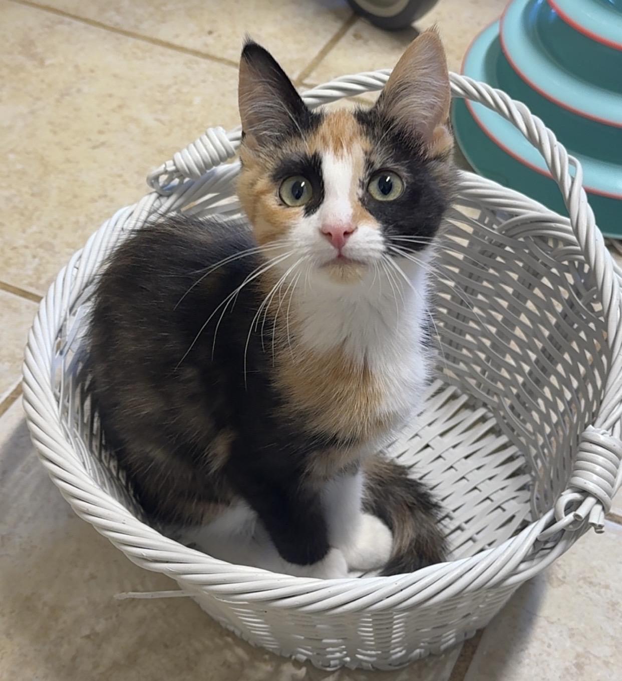 Enlarge Monarch, a ADOPTABLE Domestic Short Hair in Kearneysville, WV image 3/4