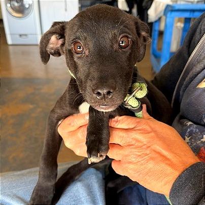 Ivy, Adoptable, Puppy Female Mixed Breed.