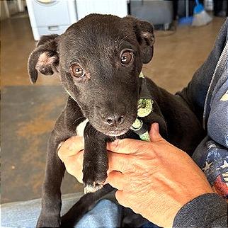 Enlarge Ivy, a Adoptable Mixed Breed in Denison, TX image 2/3