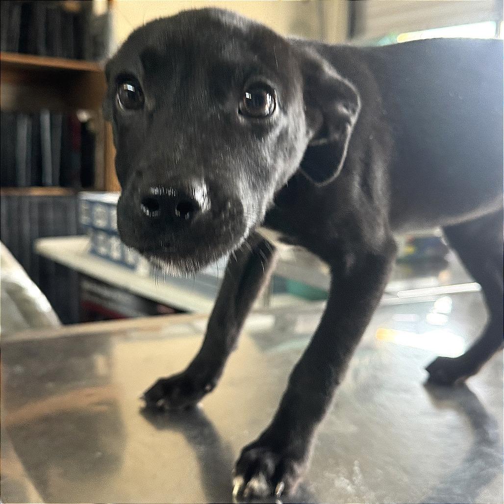 Enlarge Ivy, a Adoptable Mixed Breed in Denison, TX image 3/3