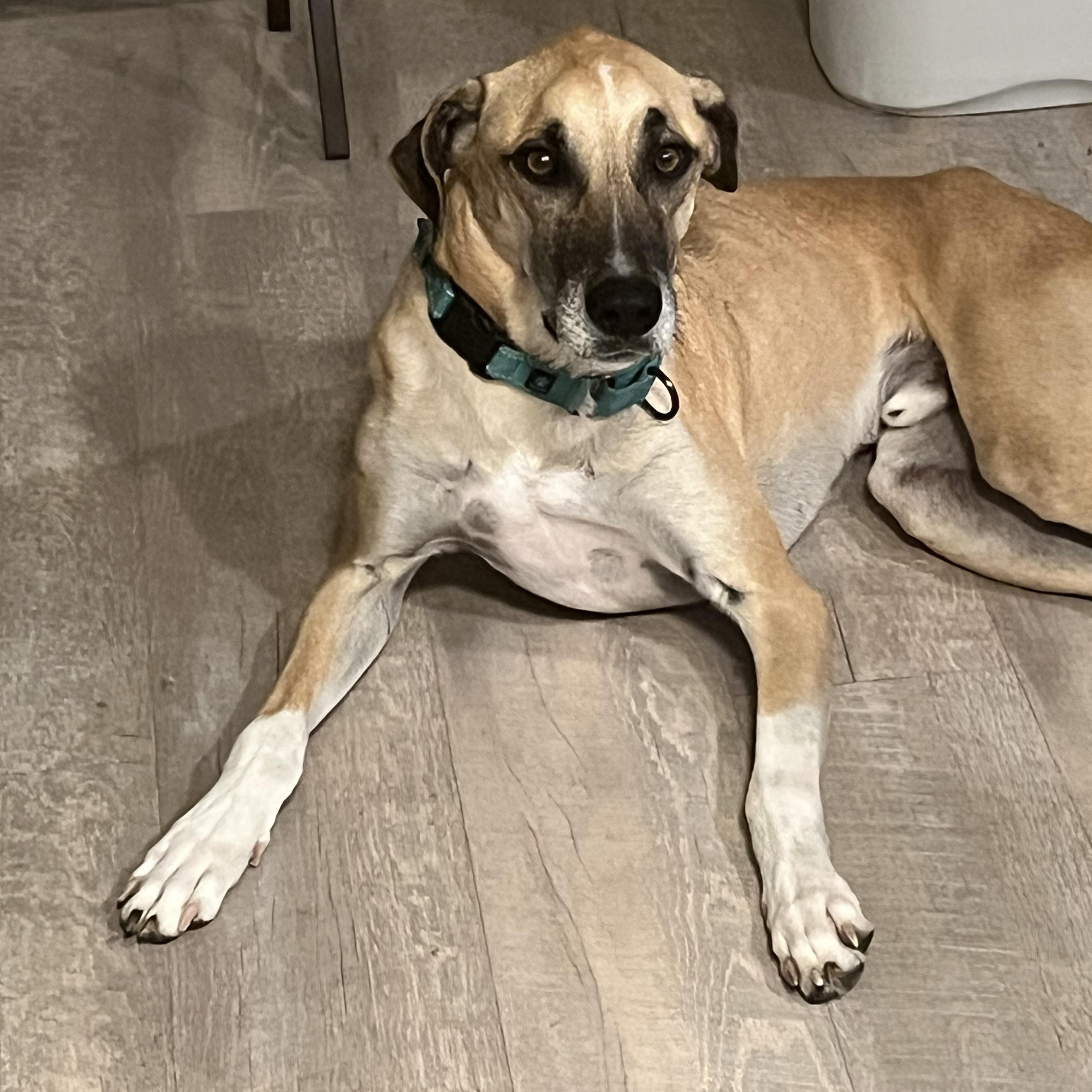 Sid, Adoptable, Adult Male Greyhound & Shepherd.