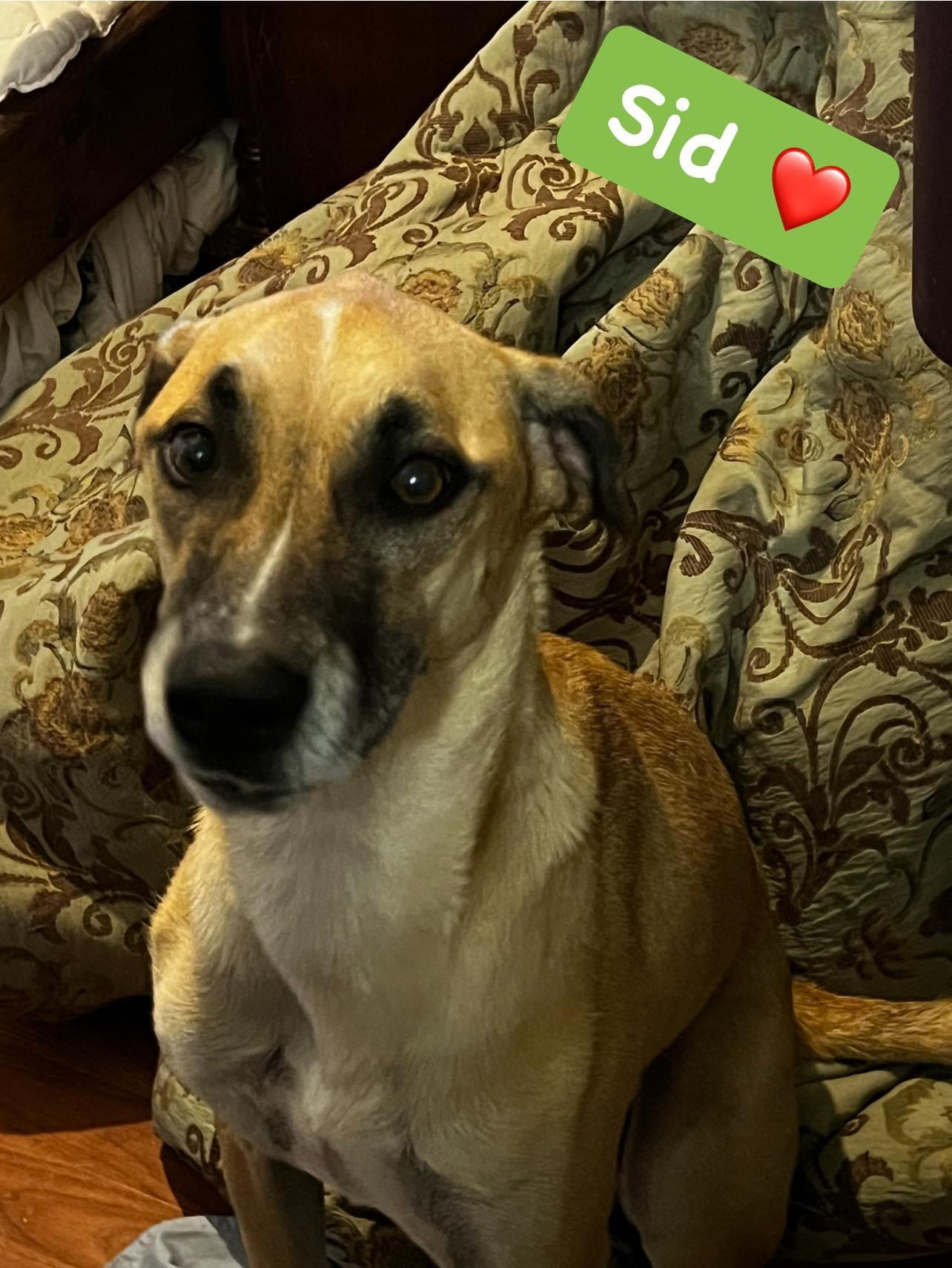 Sid, a Adoptable mixed breed in Temple, TX image 2/6