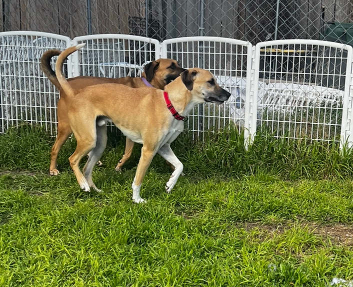 Sid, a Adoptable mixed breed in Temple, TX image 3/6