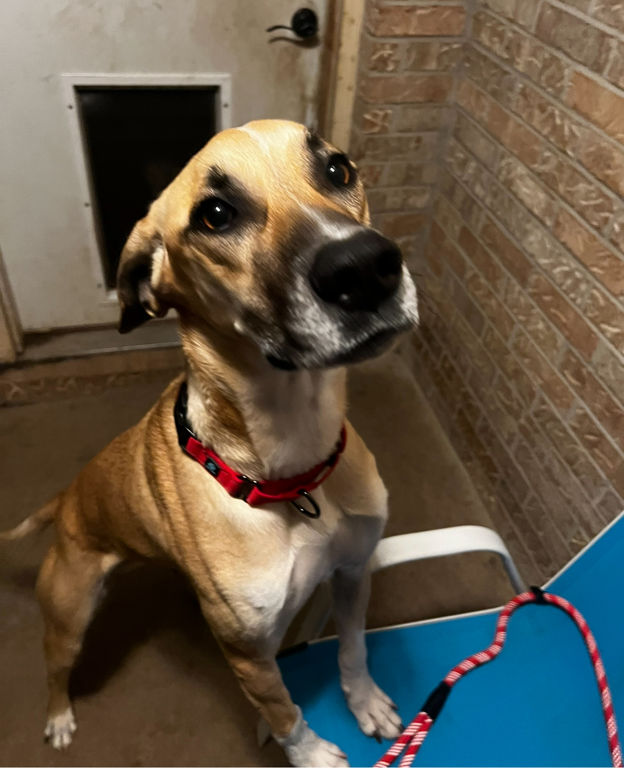 Sid, a Adoptable mixed breed in Temple, TX image 4/6