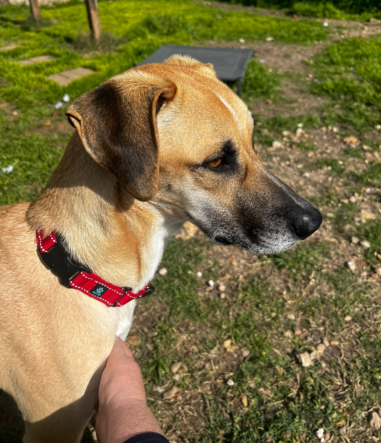 Sid, a Adoptable mixed breed in Temple, TX image 5/6