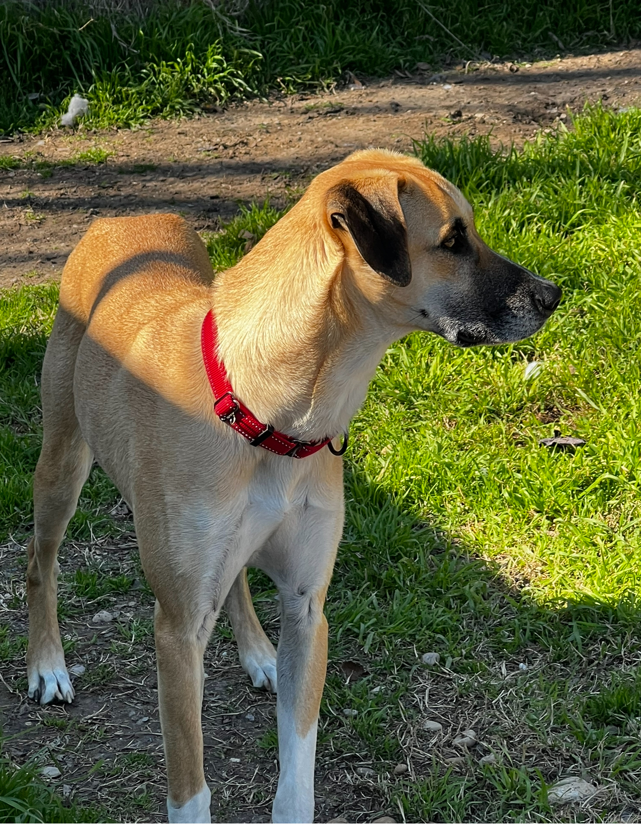 Sid, a Adoptable mixed breed in Temple, TX image 6/6