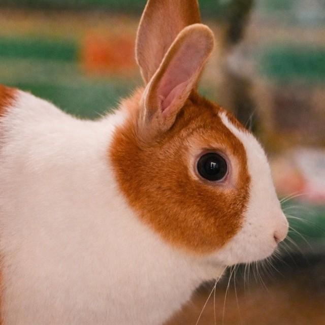 BUNNYCÉ, Adoptable, Young Female Bunny Rabbit.