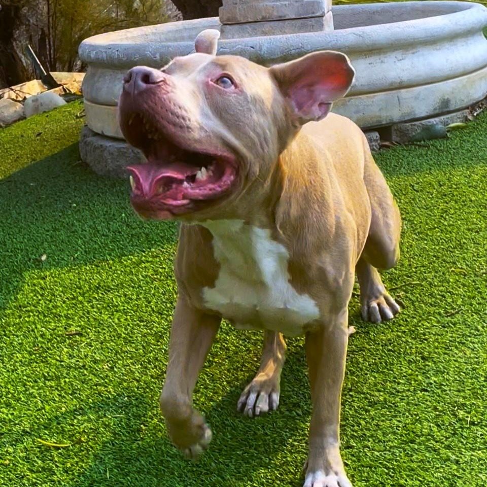 Funny Finn, a Adoptable mixed breed image 2/6