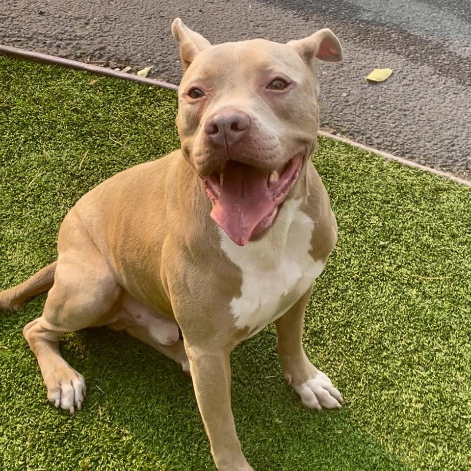 Funny Finn, a Adoptable mixed breed image 6/6