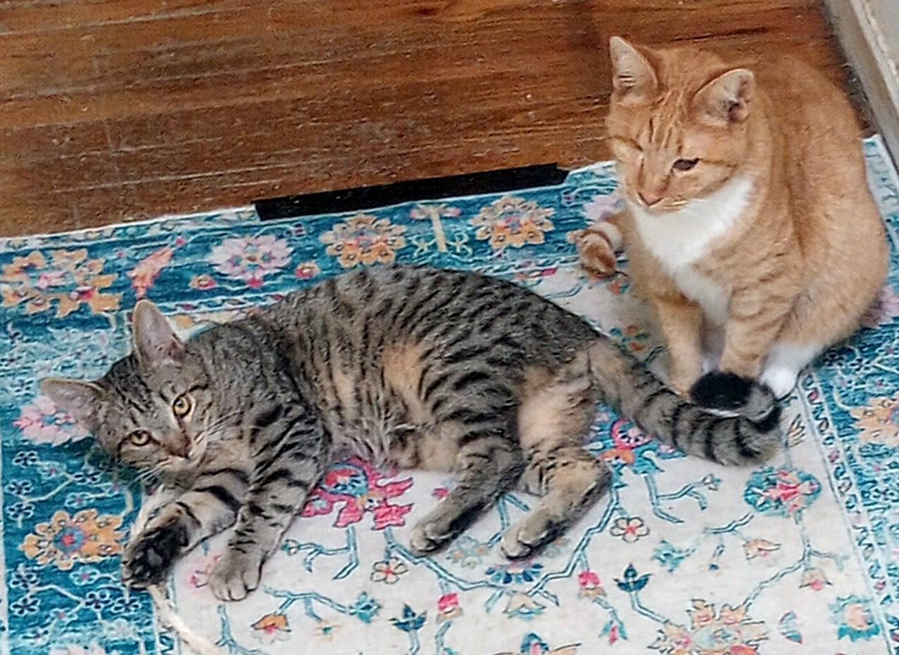 Jax, a Adoptable mixed breed image 1/2